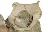 Fossil Shark Tooth and Porpoise Atlas Vertebra In Rock- California #189080-2